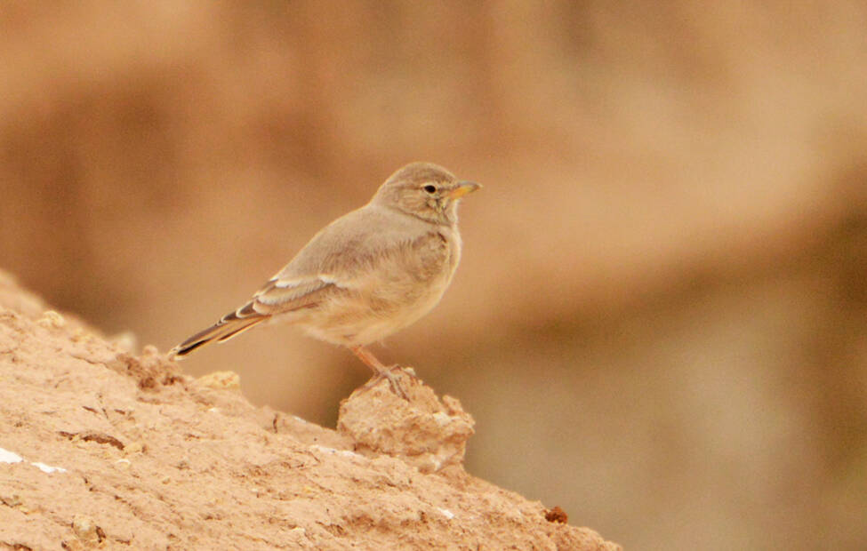 Птицы пустыни фото Птицы пустыни фото