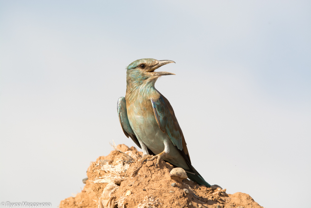 Птицы узбекистана фото Сизоворонка (Coracias garrulus). Птицы Узбекистана.