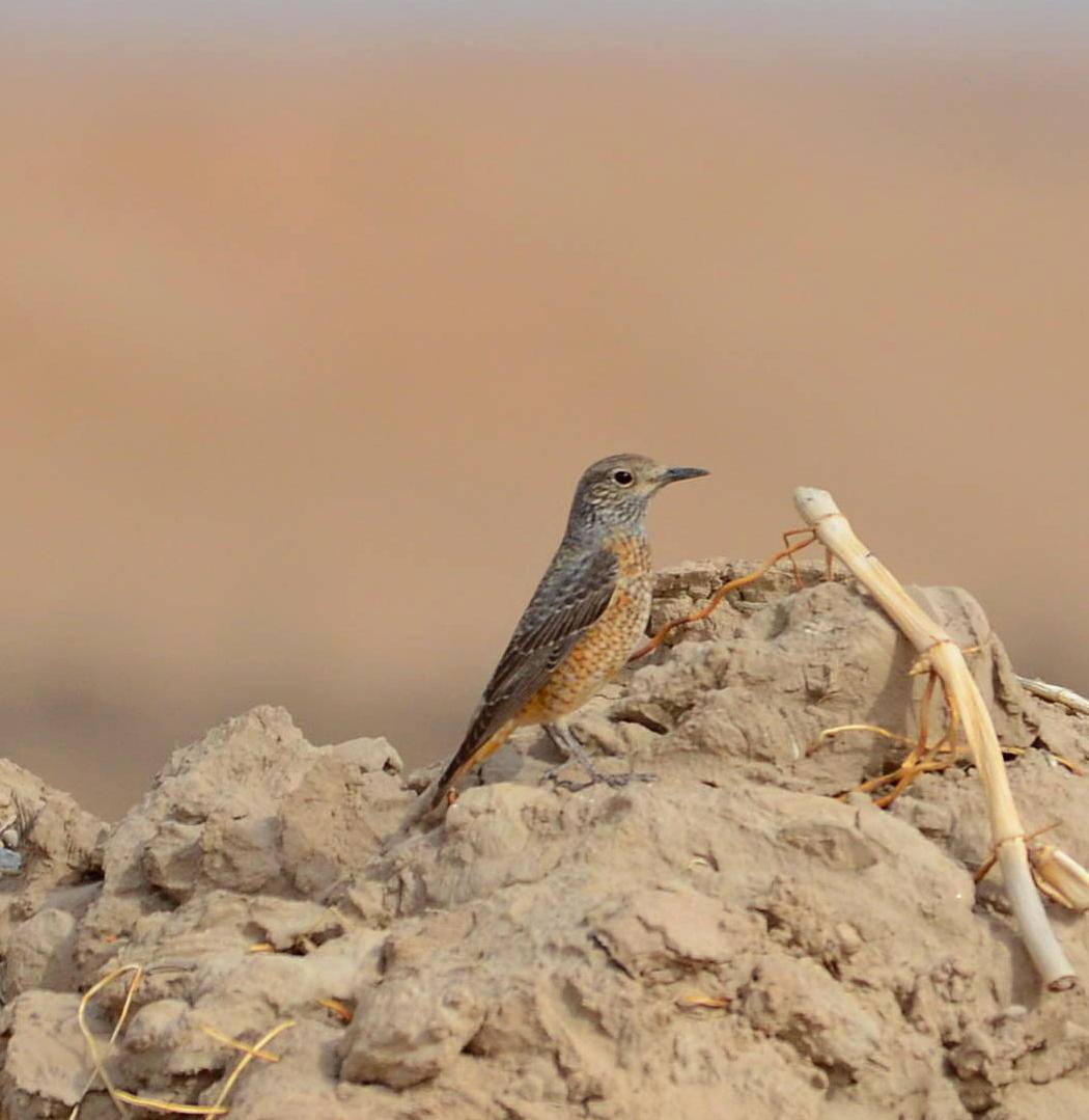 Птицы узбекистана фото Rufous-tailed Rock-thrush (Monticola saxatilis). Birds of Uzbekistan.